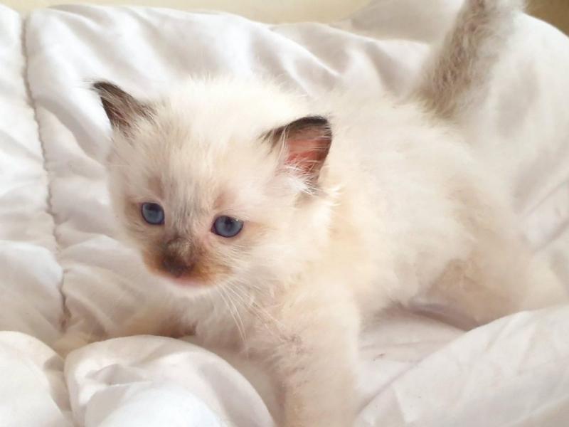 Rare Re Homing Ragdoll/ Kitten Image eClassifieds4u