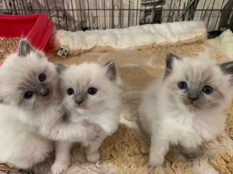 Rare Re Homing Ragdoll/ Kitten Image eClassifieds4u