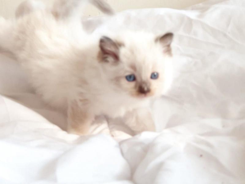 Lovely Female Full Pedigree Ragdoll Kitten Image eClassifieds4u