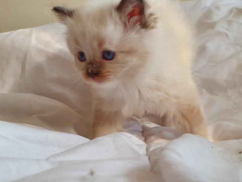 Lovely Female Full Pedigree Ragdoll Kitten Image eClassifieds4u