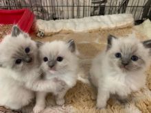 Lovely Female Full Pedigree Ragdoll Kitten