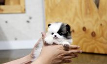 Priceless White Pomeranian Puppy For Adoption