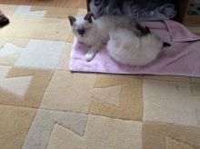 10week Ragdoll kitten- ready now