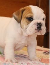 12 week old papered English bulldog(715)502-9149