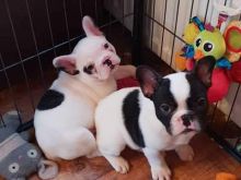 2 French Bulldogs puppies.