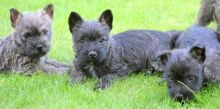 Active Cairn Terrier puppies