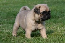 Adorable male and female Pug puppies