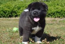 Akita Puppies ready