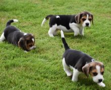 Beagle Puppies