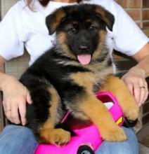 Beautiful German shepherd puppies