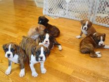 Boxer puppies ready