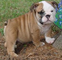 English Bulldog puppies