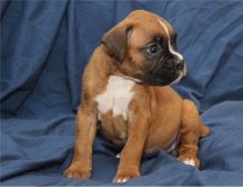 Gorgeous boy and girl Boxer puppies