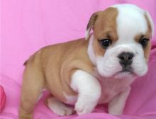 Healthy, home raised English bulldog available now
