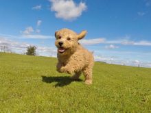 Healthy Home Trained Goldendoodle pups for adoption.