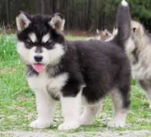 Magnificent Alaskan Malamute puppies.