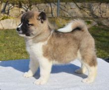 Male and Female akita puppies ready to go in a loving and caring home
