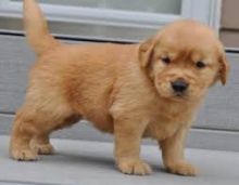 Male and female Golden Retriever puppies.