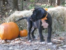 Male and female great dane puppies available