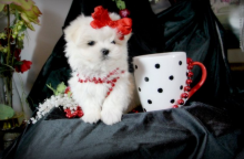 Maltese puppies