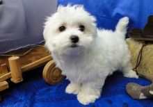 Maltese puppies