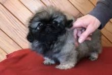 Pekingese puppies