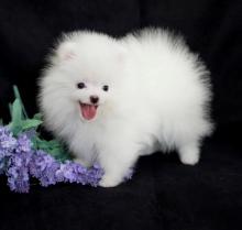 Pomeranian puppies