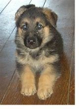 Potty Trained German Shepard Puppies Akc Registered For Adoption.
