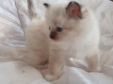 Ragdoll Kittens looking for Loving homes
