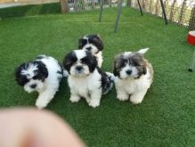 Shih Tzu puppies