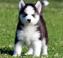 Siberian Husky Puppies with Blue Eyes