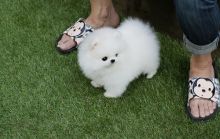 Sweet and charming Pomeranian puppies