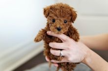 Toy Poodle Puppies