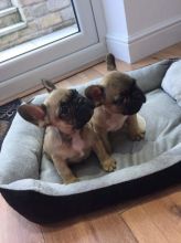 Two French bulldog Puppies Available