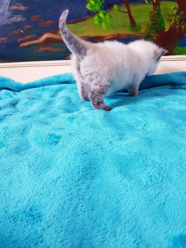 Ragdoll kittens/Our wonderful ragdoll ///beautiful litter of kittens, Image eClassifieds4u