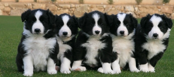 Border Collie puppies Image eClassifieds4u