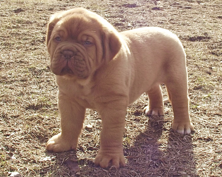 Dogue De Bordeaux puppies Image eClassifieds4u