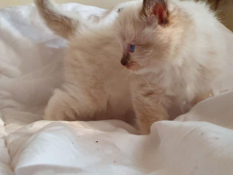 Male/Female Ragdoll Kittens For Sale Due To Developing Allergy 250 for both or 300 singly Image eClassifieds4u