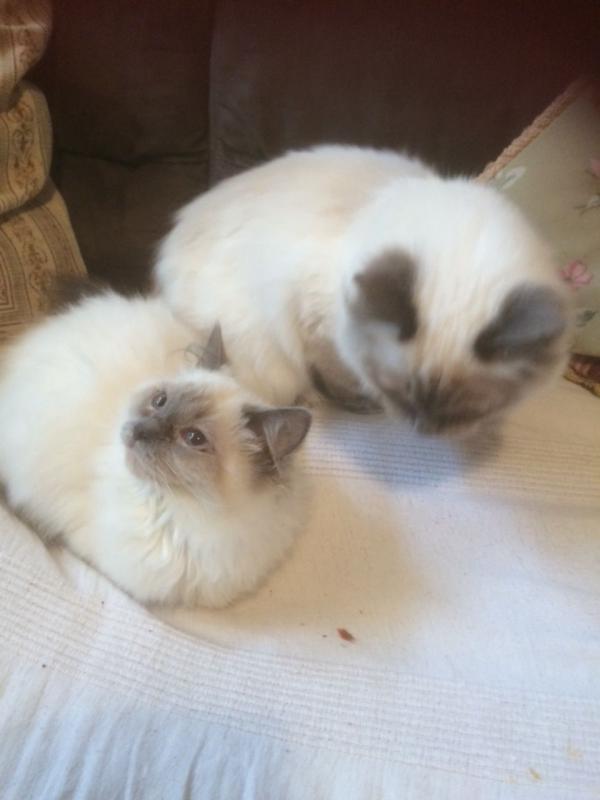 Male/Female Ragdoll Kittens For Sale Due To Developing Allergy 250 for both or 300 singly Image eClassifieds4u