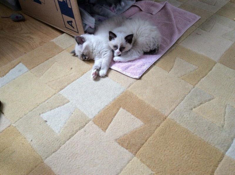 Male/Female Ragdoll Kittens For Sale kittens we are looking for a new home for them both Image eClassifieds4u