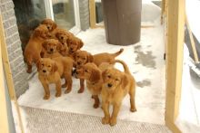 Beautiful Golden Retriever puppies Image eClassifieds4u 2