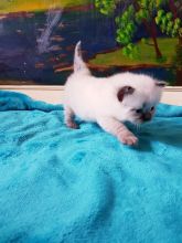 Ragdoll kittens/Our wonderful ragdoll ///beautiful litter of kittens, Image eClassifieds4u 2