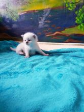 Ragdoll kittens/Our wonderful ragdoll ///beautiful litter of kittens, Image eClassifieds4u 3