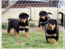 Beautiful Rottweiler puppies ready to leave immediately. Image eClassifieds4U