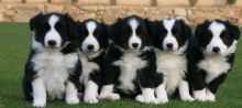 Border Collie puppies Image eClassifieds4U