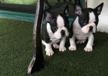 Boston Terrier puppies Image eClassifieds4u 1