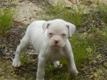 Boxer puppies Image eClassifieds4u 4
