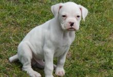 Boxer puppies Image eClassifieds4u 3
