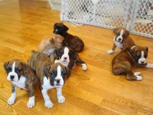 Boxer puppies ready Image eClassifieds4u 3