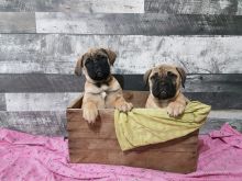 Charming male and female Bullmastiff pups for adoption. Image eClassifieds4u 2